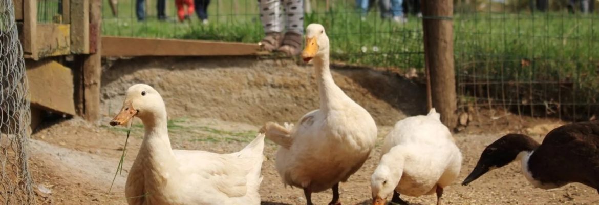 Fattoria didattica a Genazzano