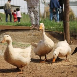 Fattoria didattica a Genazzano